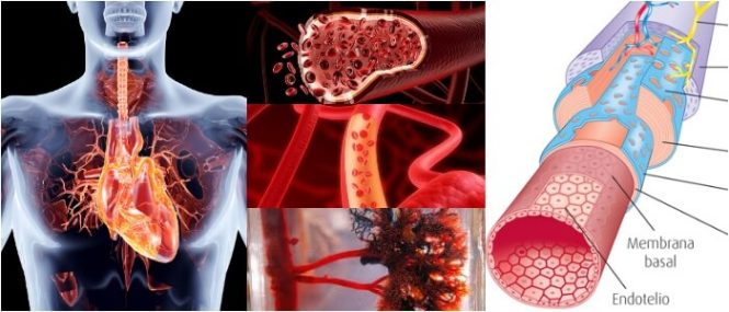 Sinusoides Definición Estructura Tipos Y Funciones Arriba Salud 5465