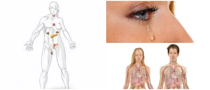 tipos de glándulas en nuestro cuerpo