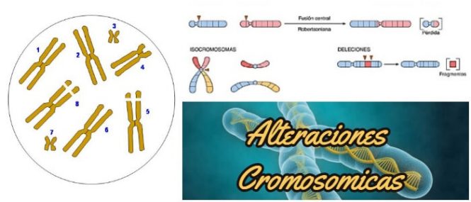 Anormalidades cromosómicas o genéticas