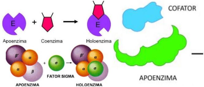 que es la apoenzima bioquimica