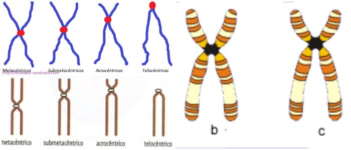 Clasificaci N De Los Cromosomas Funciones Estructura Y Tipos Arriba