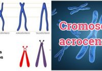 El cromosoma acrocentrico en metafase