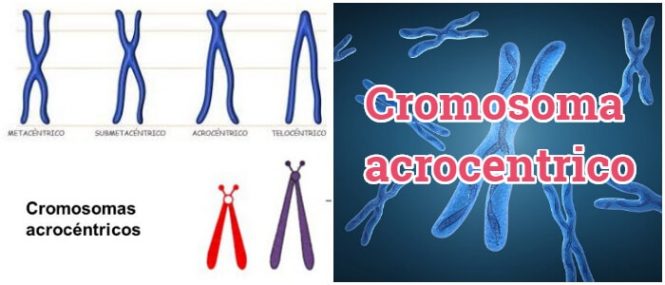 El cromosoma acrocentrico en metafase