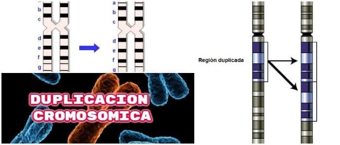 cuales son las enfermedades por duplicacion cromosomica