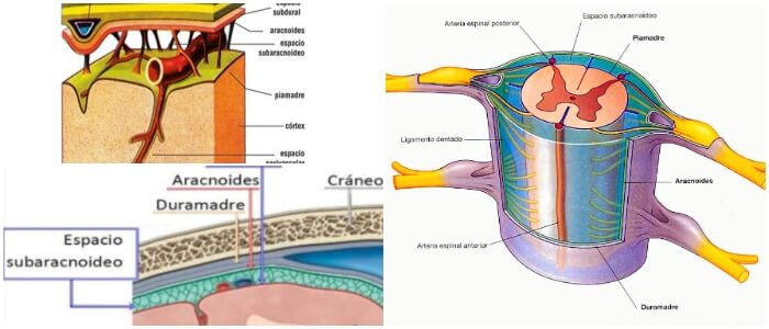 Espacio Subaracnoideo Definición Estructura Función Y Patologías