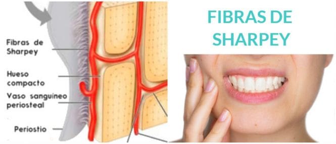 artículo sobre las fibras de sharpey