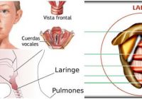 cual es la función de la laringe en el aparato respiratorio
