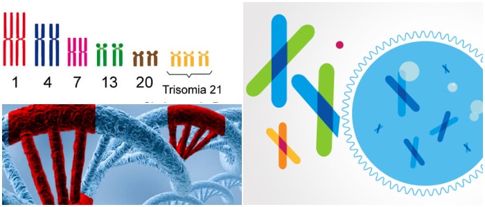 que son las mutaciones genomicas poliploidia