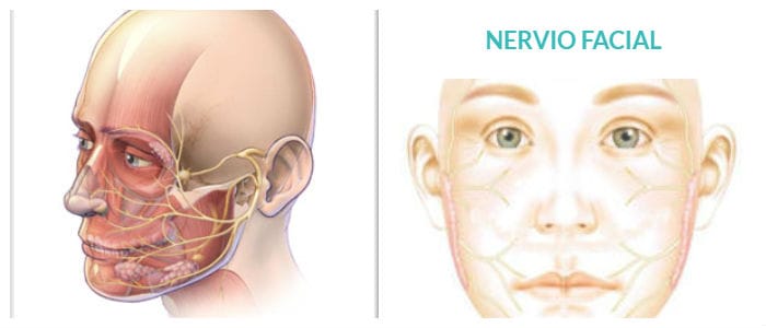 el nervio facial es un nervio craneal