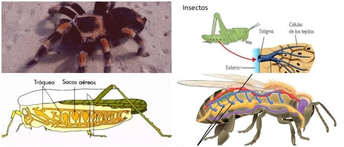 como es la respiración traqueal en la abeja