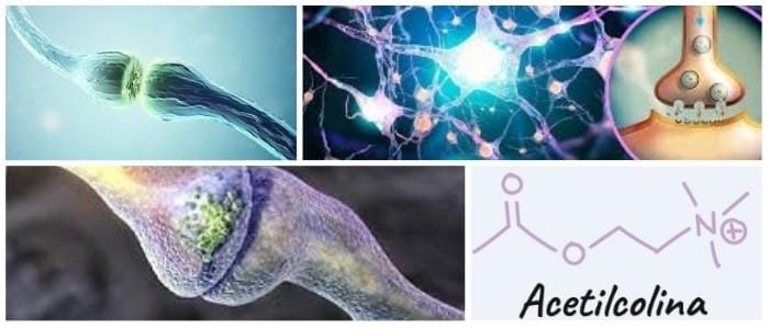relacion entre la acetilcolina y el alzheimer