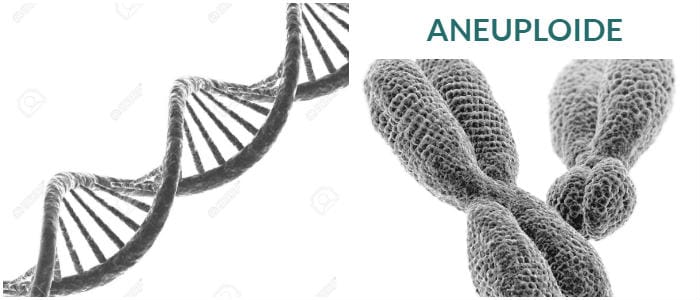 consecuencias del aneuploide en el cromosoma 21