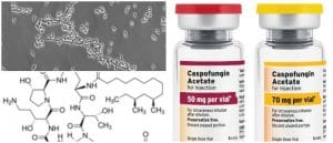 Caspofungina: Formula, Indicaciones, Mecanismo de Acción, Dosis