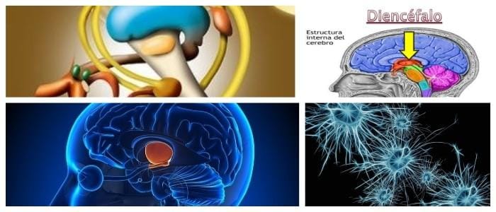 cual es la estructura del diencefalo