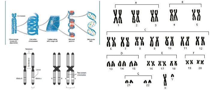 cual es la estructura del cromosoma del adn