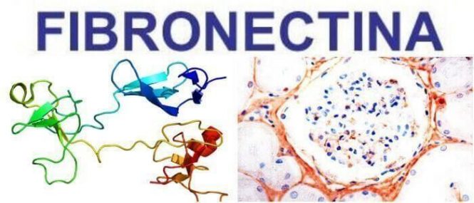que es la fibronectina humana