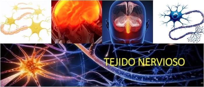 Función Del Tejido Nervioso: Estructura, Componentes, Unión ...