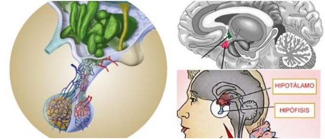 cual es la función de la hipófisis o pituitaria
