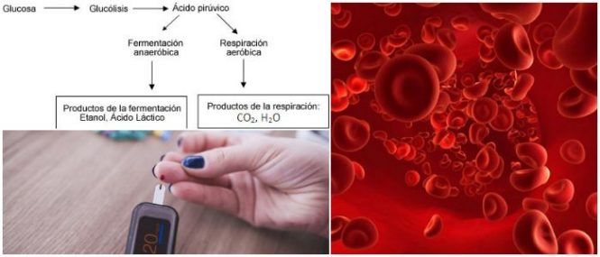 cual es la bioquímica de la glucolisis