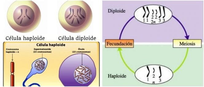 que es un numero haploide