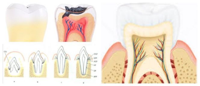 que es el ligamento periodontal ancho