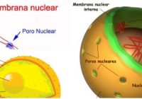 que es la membrana nuclear interna