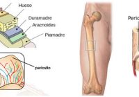 cual es la anatomía del periostio