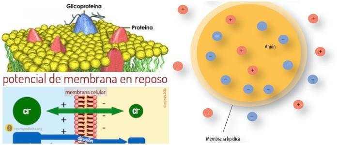 cuales son los efectos del potencial de membrana en reposo