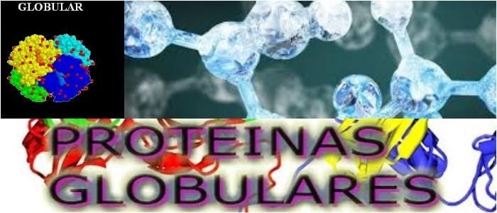 cual es la función de las proteínas globulares