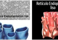 estructura del retículo endoplasmatico liso