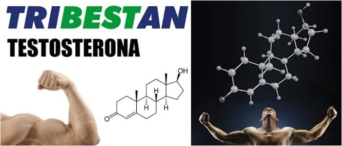 como es el uso de tribestan para bodybuilding