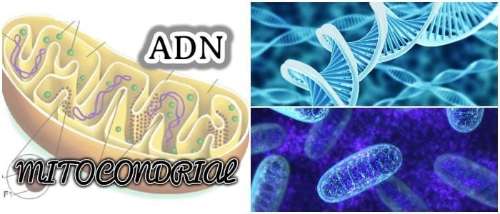 que es la herencia del adn mitocondrial