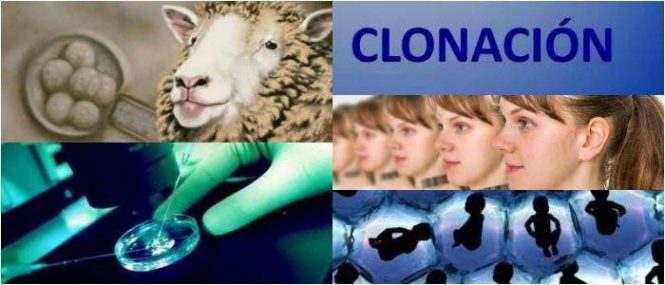 cual es el significado de la clonación en biología