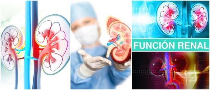 cual es la relación entre la función renal y creatinina