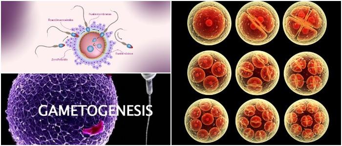 cual es el concepto de gametogenesis