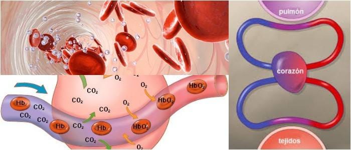 relación entre hipoxia tisular y monoxido de carbono