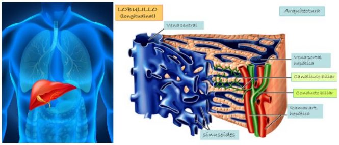 cual es la estructura del lóbulo hepático