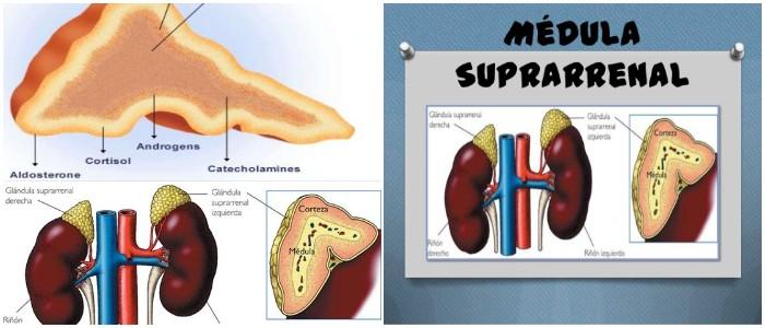 M Dula Suprarrenal Qu Es Funci N Ubicaci N Gl Ndulas Suprarrenales Y Corteza Suprarrenal