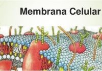 cuales son las funciones de la membrana celular