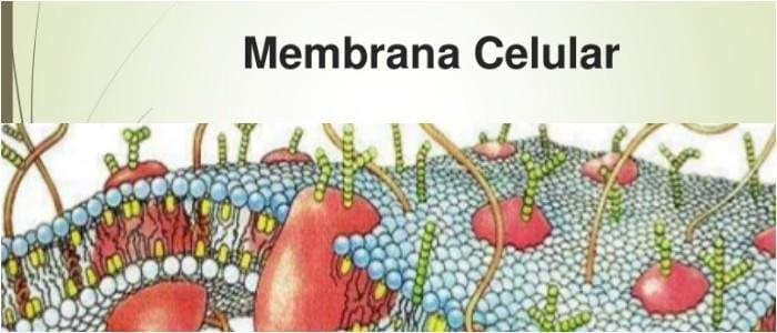 cuales son las funciones de la membrana celular