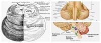 Puente de Varolio: ¿Qué es? Posición Anatómica, Anatomía Externa ...