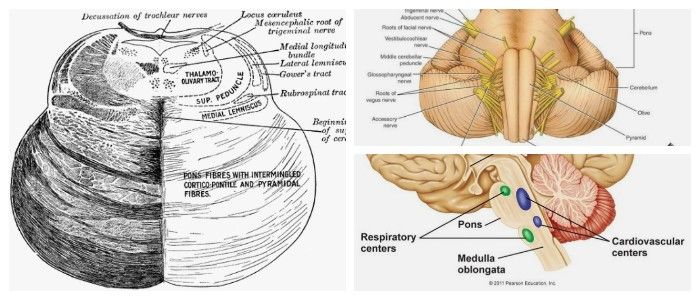 cual es la anatomía del puente de varolio