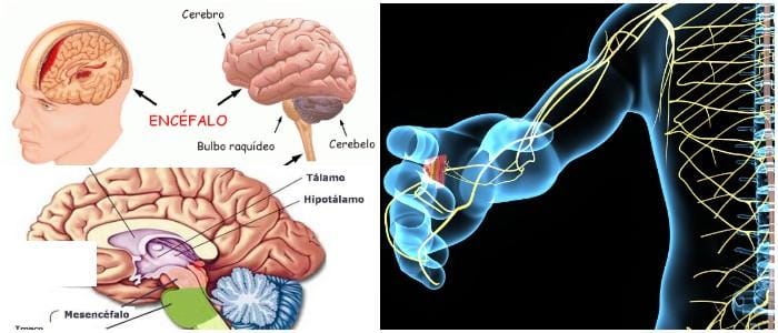 cual es la anatomía del sistema nervioso central