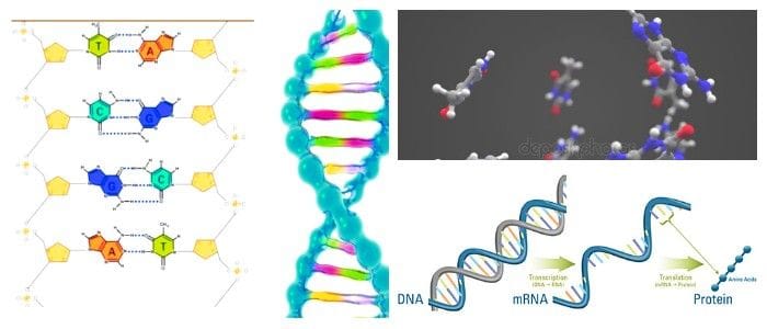 cuales son los tipos de arn y acido ribonucleico