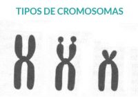 cuales son los tipos de cromosomas en las células