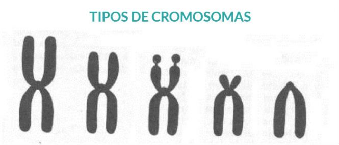 Tipos De Cromosomas Funciones Partes Cromosomas En Humanos Y N Mero