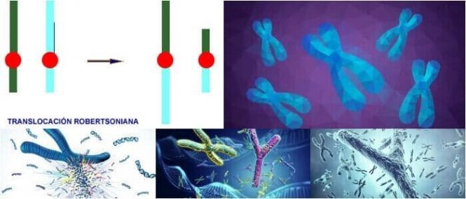 que es una translocacion cromosomica balanceada