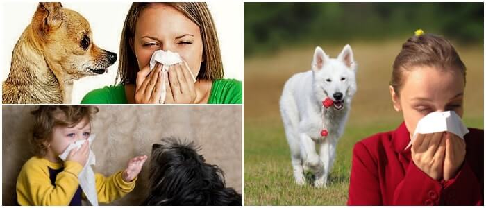 cuales son las consecuencias de la alergia a los perros en niños