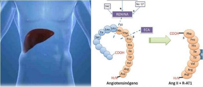 relacion entre angiotensinogeno y renina