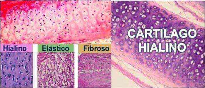 Ninguno de los tres tipos de cartílago posee vasos sanguíneos intrínsecos, nervios o vasos linfáticos.